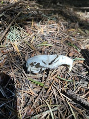 Rodentia