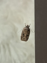 Agonopterix pulvipennella