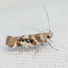 Aristotelia elegantella