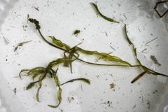 Potamogeton alpinus