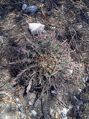 Ferocactus recurvus