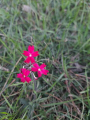 Glandularia peruviana