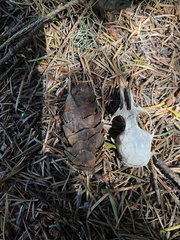 Rodentia
