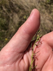 Haloragis heterophylla