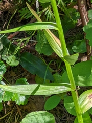 Platanthera stricta