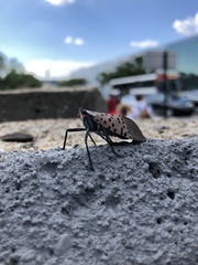 Lycorma delicatula