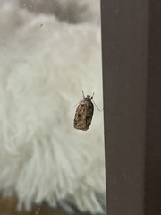 Agonopterix pulvipennella