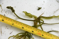 Potamogeton alpinus