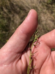 Haloragis heterophylla