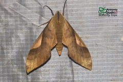 Clanis stenosema