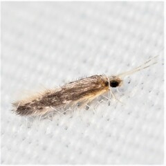 Hydroptilidae