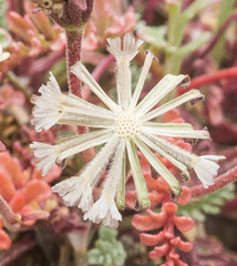 Chaenactis douglasii