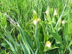 Cypripedium candidum