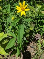 Helianthus