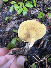 Suillus umbonatus
