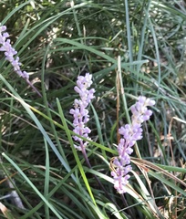 Liriope