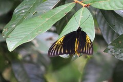 Troides amphrysus