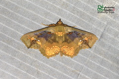 Lopharthrum comprimens