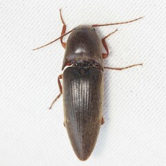 Diplostethus texanus