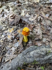 Amanita flavoconia