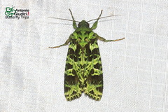 Checupa fortissima
