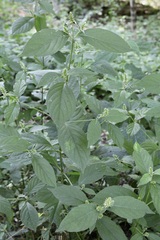 Achyranthes japonica