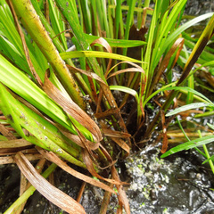 Carex retrorsa