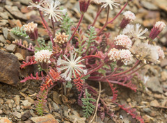 Chaenactis douglasii