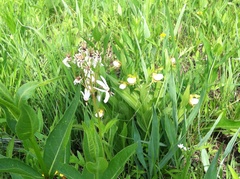 Cypripedium candidum