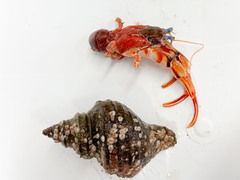Pagurus acadianus