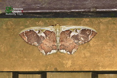 Zythos turbata
