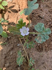 Malva neglecta