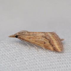 Microtheoris ophionalis