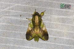 Pseudohoplitis vernalis