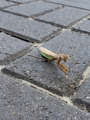 Tenodera
