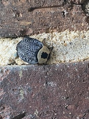 Necrophila americana