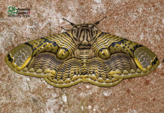 Brahmaea hearseyi