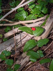 Prosartes trachycarpa