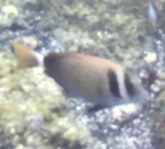 Acanthurus leucopareius