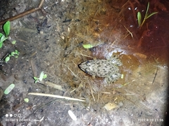 Euphlyctis cyanophlyctis