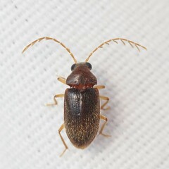 Ptilodactyla