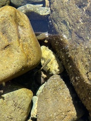 Salvelinus confluentus