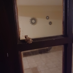 Eleutherodactylus coqui