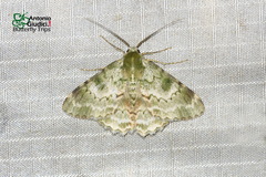 Pingasa subviridis