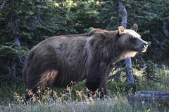 Ursus arctos horribilis