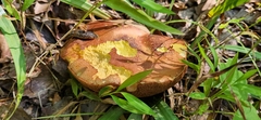Boletaceae