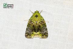 Blenina