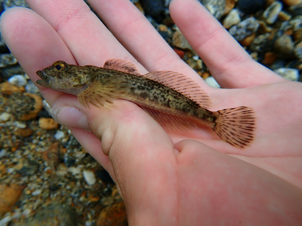 slimy-sculpin-in-august-2022-by-carson-moore-caught-in-the-bitterroot