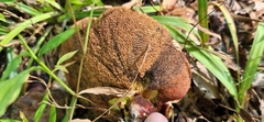 Boletaceae
