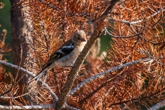 Fringilla coelebs